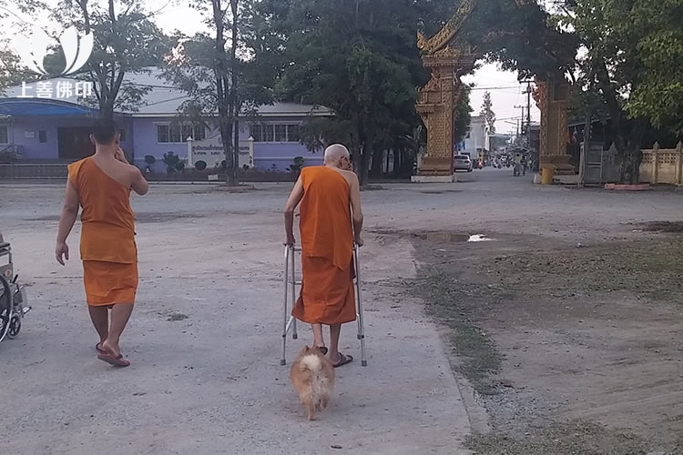 龍婆潘師父散步中, 幾隻狗狗都一齊散步
