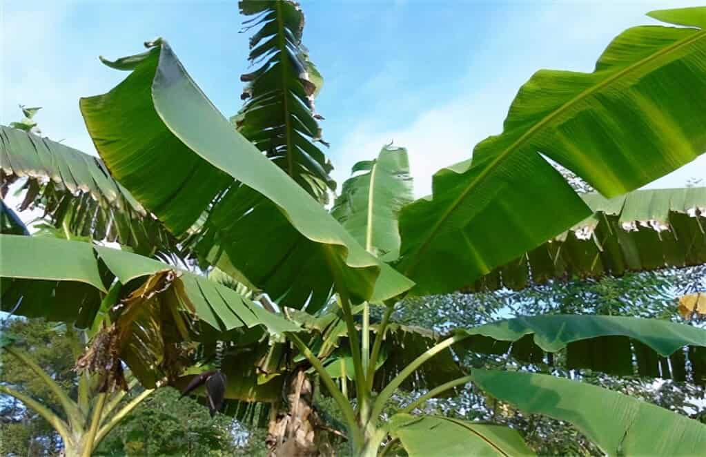 芭蕉樹與蕉共生：泰國的禁忌與習俗