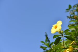 給那位喜歡叔本華的熟客, 封面圖