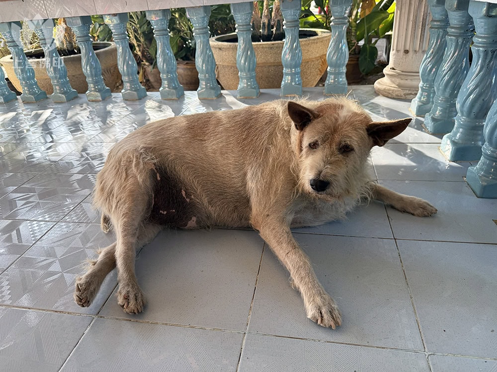 Wat Pako Samwanaram 寺廟門口有隻肥狗狗