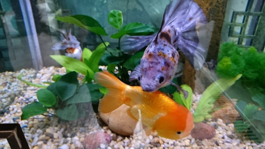 《魚缸裡的贖罪券》 封面圖