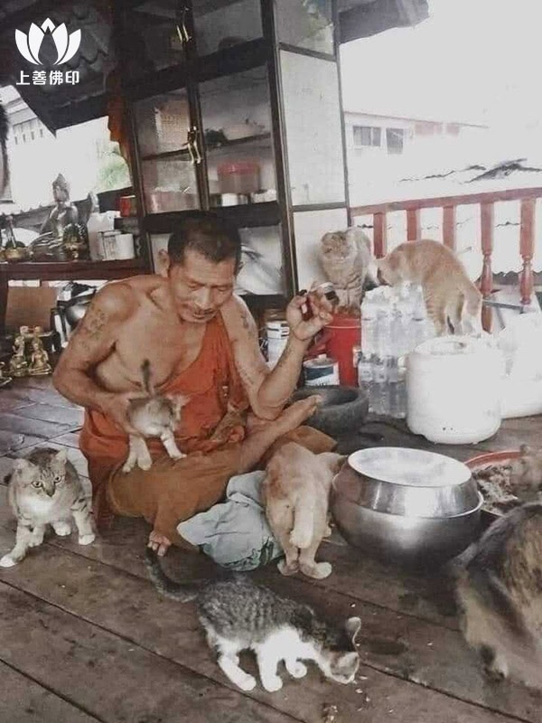 龍婆瑪哈史喇 Wat Phra That Muen Hin - 師父特別喜歡貓貓